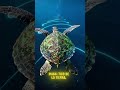 La tortuga marina que siempre regresa al mismo lugar  #curiosidades   #animales  #elritmodelaselva