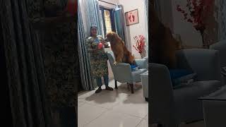 #dog #goldenretriever #petowner #doglover #coco #pets #dogowner #funny #shorts #like #love