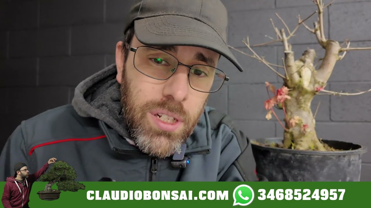 VUOI UN BONSAI VERO? NON ASPETTARE 