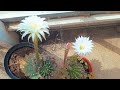 Blooming cacti 🌵 in the botanical garden / Цветущие кактусы 🌵 в ботсаду ++ #cacti