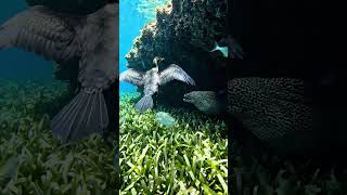 #DreamTrackAI Cinematic, Warm,Deep Indie/Alternative,#Seabird diving,# Ocean life.