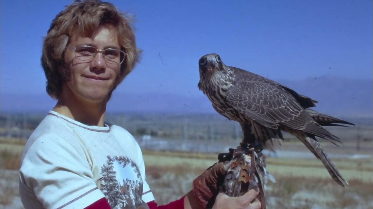 Falconry The legend of BBG YouTube
