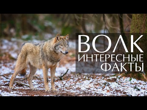 Волк - интересные факты