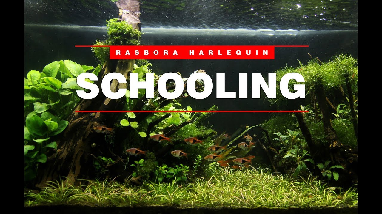Aquascape rasbora harlequin schooling