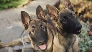 The Fascinating History of German Shepherds by PetPalsTV453 206 views 1 month ago 3 minutes, 5 seconds