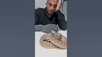 ماذا يحدث عندما تقترب من افعى الجرس المجلجله Shorts 