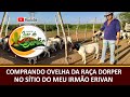 COMPRANDO OVELHA DA RAÇA DORPER NO SÍTIO DO MEU IRMÃO ERIVAN