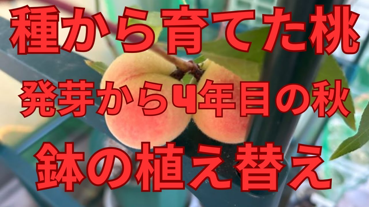 種から育てた桃、発芽から4年・鉢の植え替えでサイズアップ！ - YouTube