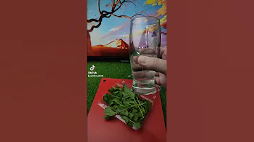 Мята на подоконнике? Укоренение мяты из магазина. Посадка.