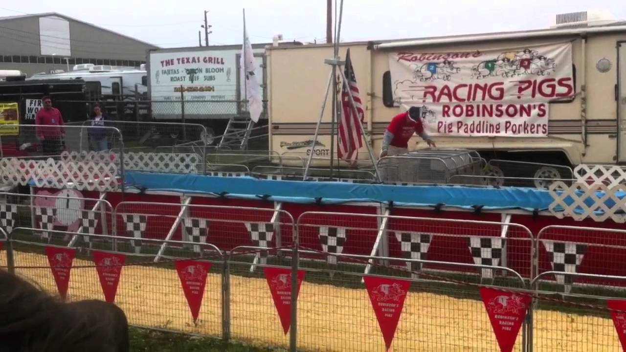 Racing pigs 1 YouTube
