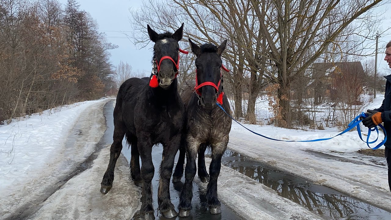 🔥Челсі і лорен 💪можуть поміняти 🎬конюшню 📞