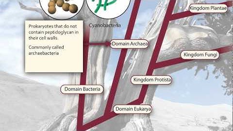 Visualizing the Tree of Life