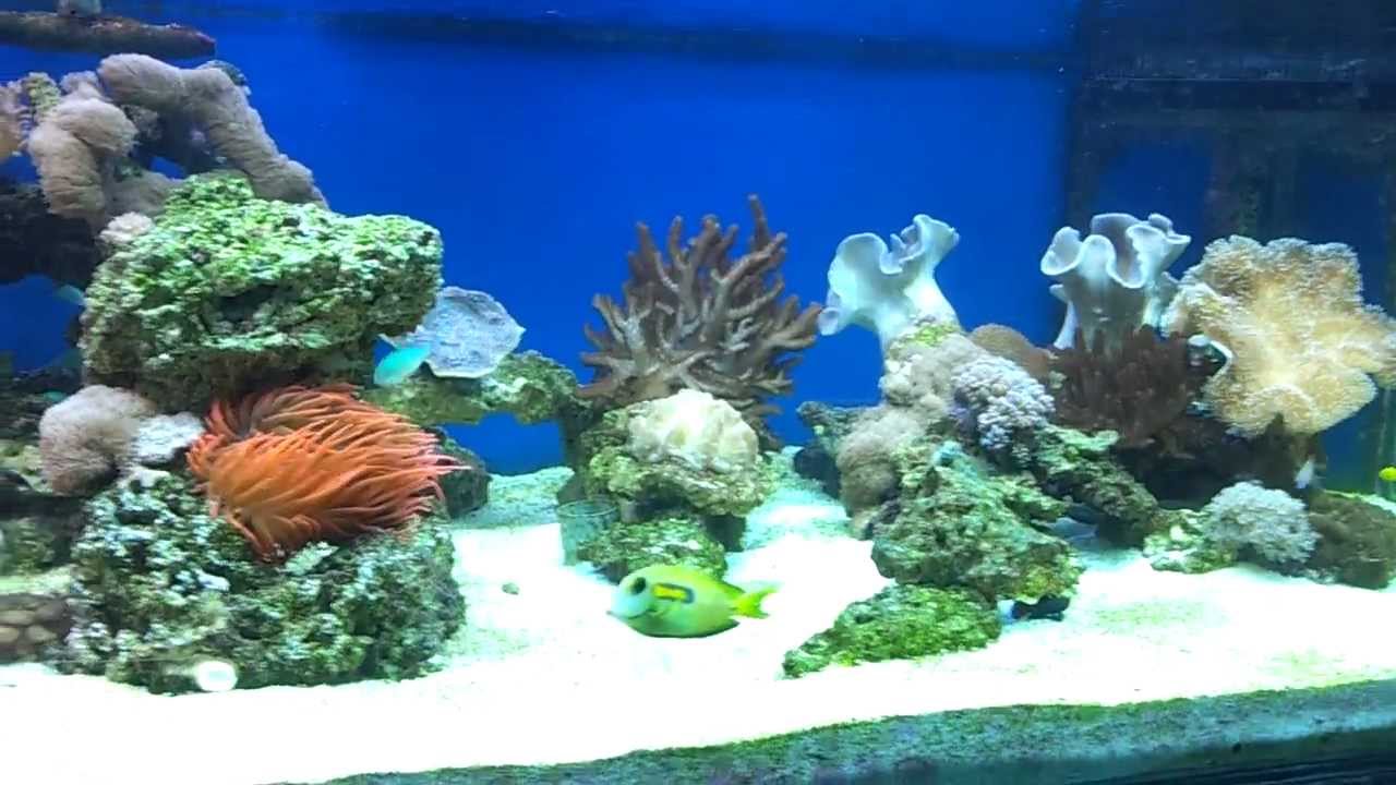 Mick's shallow ocean bladneus murene.mp4