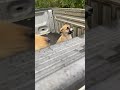Neighbor found CUTEST PUPPIES on the side of the road!
