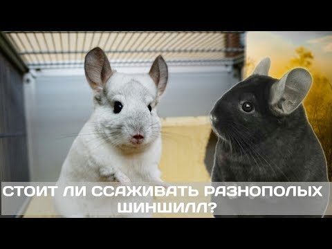 Видео: СТОИТ ЛИ ССАЖИВАТЬ РАЗНОПОЛЫХ ШИНШИЛЛ?