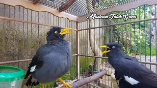 Duet Burung Jalak Kebo Jantan dan Jalak Kebo Betina Adu Mekanik Bongkar Isian #200