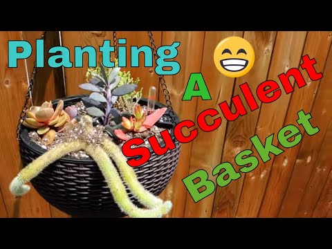 planting-succulent-hanging-baskets