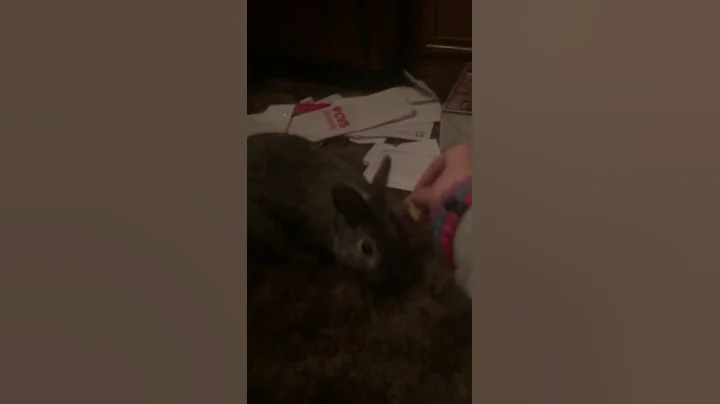 The bunny eating a chip