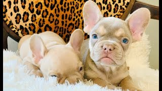 Como tener Camadas 'ISABELA'  en el French Bulldog