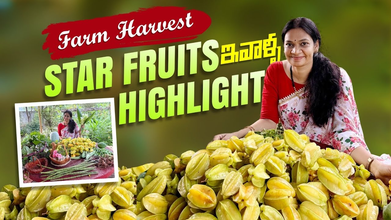 Farm Harvest/స్టార్ ఫ్రూట్స్ అన్ని ఒకసారే పండిపోయాయి .. @MADGARDENER  #gardening  #garden  #plants