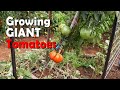 Growing the biggest Tomatoes - Vasili's Classics