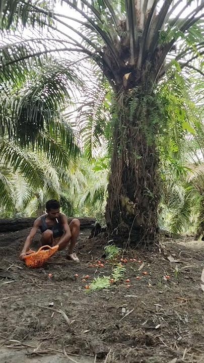 lagu timor dawan keren