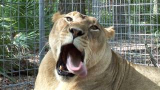 Slow Motion Lion Yawn