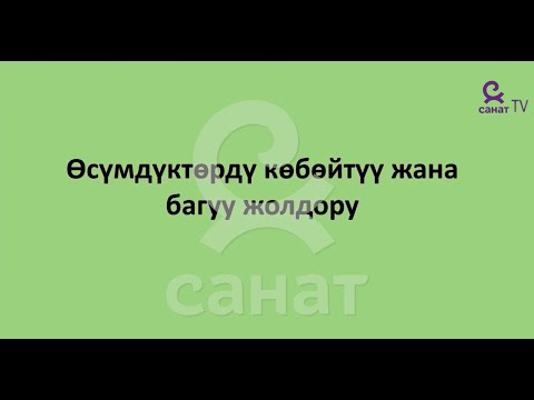 Video: Балдар үчүн өсүмдүктөрдү көбөйтүү - Өсүмдүктөрдү көбөйтүү боюнча идеялардын сабак пландары