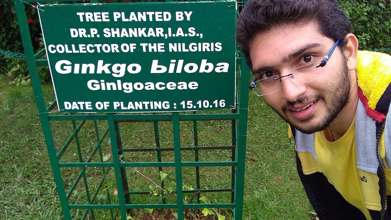 Ginkgo biloba YouTube