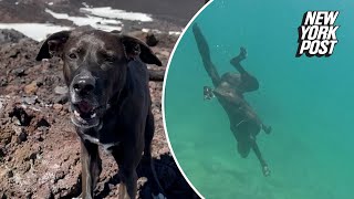 My rescue dog was terrified of water — now she’s a deep-sea diver