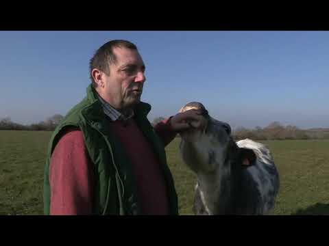 Vidéo: Les vaches sont-elles nourries avec de la viande ?
