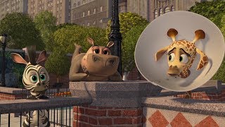DreamWorks Madagascar | Baby Animals | Madagascar Movie Clip