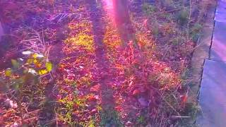 Копия видео WP 20151220 001