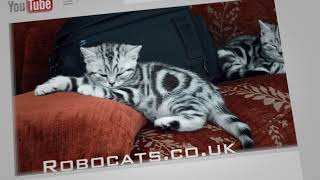 Robocat Silver Tabby Kitten, why won't she share her toy? by Robocats 291 views 1 year ago 49 seconds