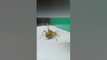 Гибрид Паука и Скорпиона
