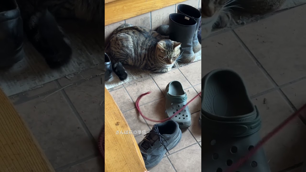 さんぽ前の準備をするトラジ|みんなでわちゃわちゃしてる。 #猫 #cat #猫のいる暮らし