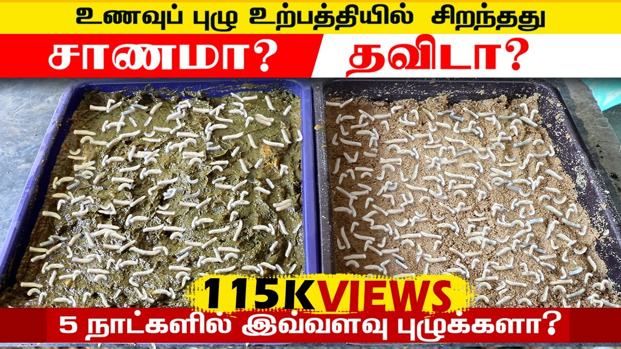 உணவுப்புழு உற்பத்தியில் சிறந்தது சாணமா தவிடா? ஓர் ஒப்பீடு  Farming Business Ideas | SV Farm