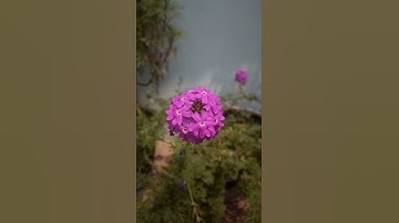 Eluga i3 mega camera blur