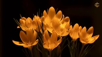 أبو القراء الشيخ محمد الصيفى❤️ تلاوة نادرة لخواتيم سورة هود 💕جودة عالية HD