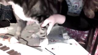 Capture 20121228 3