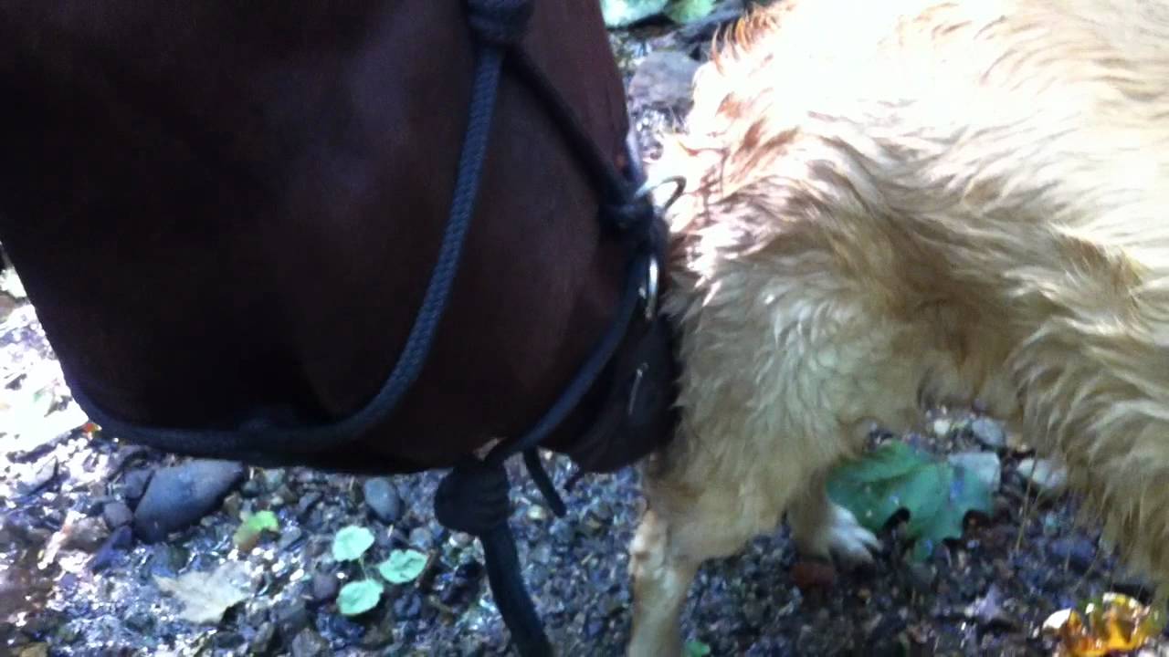 My horse likes licking dogs...? YouTube