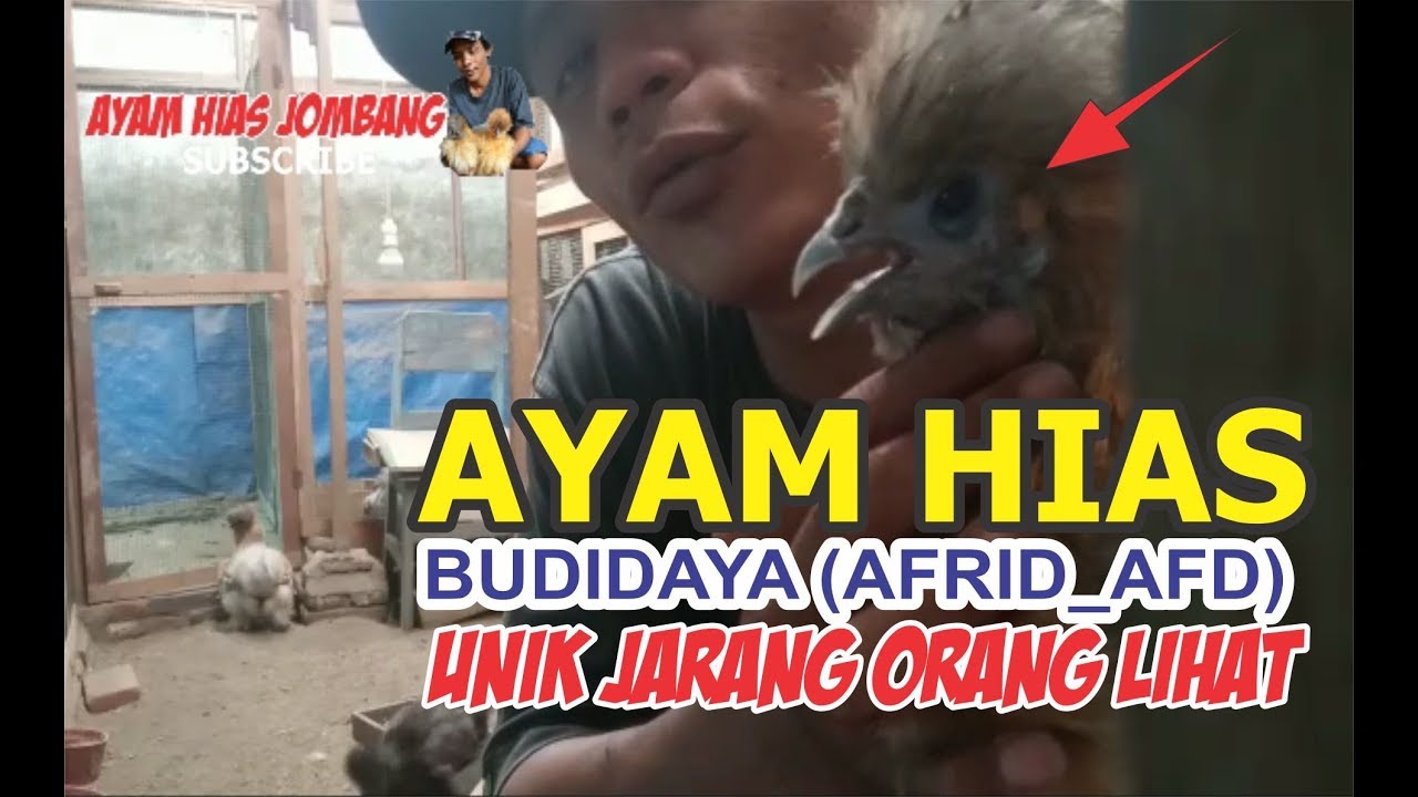 AYAM HIAS SILKIE / KAPAS TERBAIK ERA BARU 
