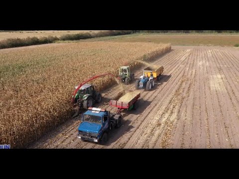 Historisch mais hakselen | MB-Trac | Oldtimer maize silage | Historisch loonbedrijf van bommel