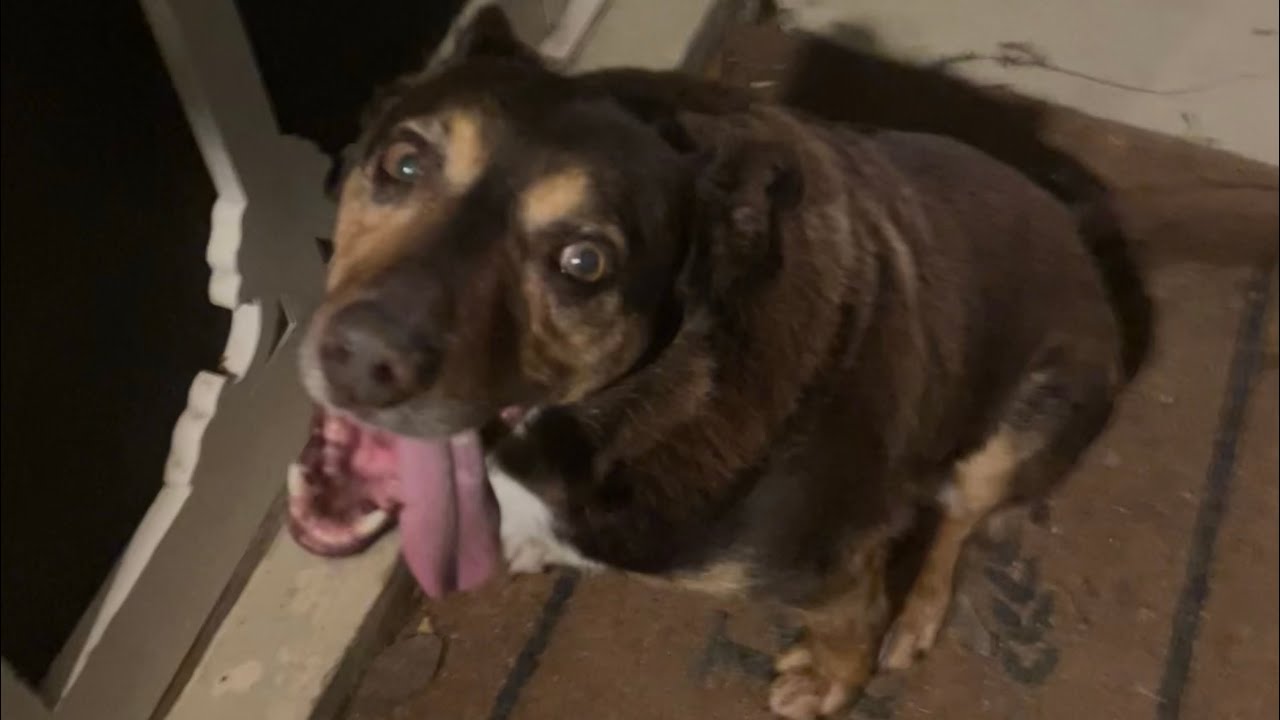 R.I.P Mack, the weirdest kelpie ever!