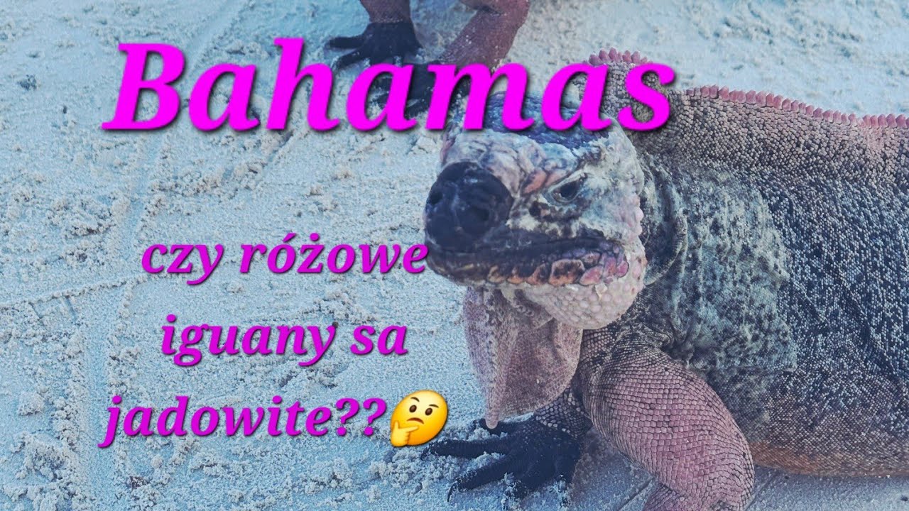 S2.Ep15.Dramatyczna walka o kotwice, Żegnamy George Town, witamy Różowe Iguany 