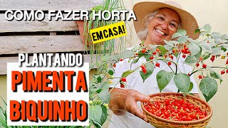 Como Fazer Horta Em Casa, Pimenta Biquinho Em Vaso, Fácil E Lindo.