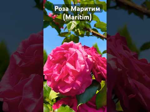 Роза Маритим (Maritim) #розы #gardenplants #rose #сорт #цветы #shorts