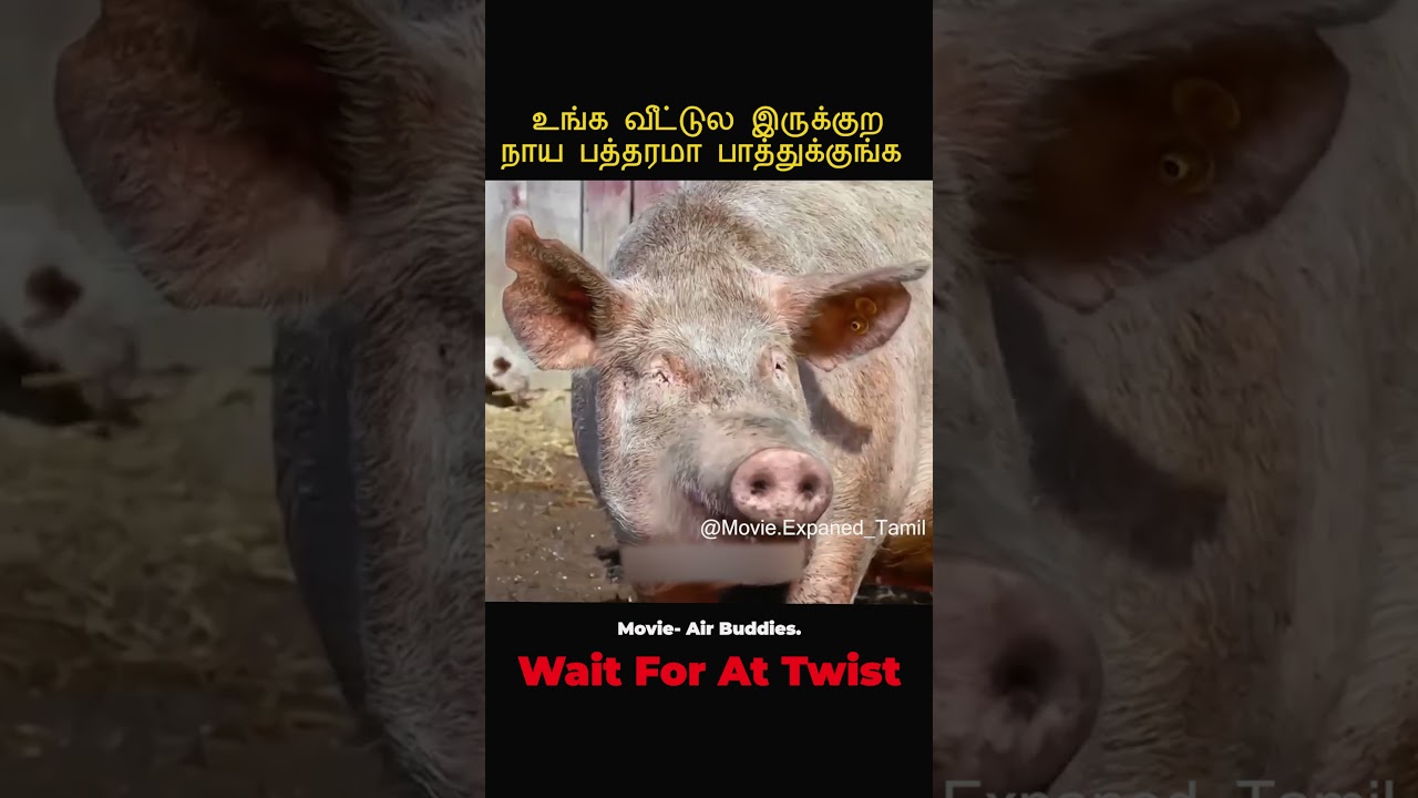 உங்க வீட்டுல இருக்குறநாய 🥴 Movie Explained in Tamil | Tamil voice over Mr. Tamilan today new Latest