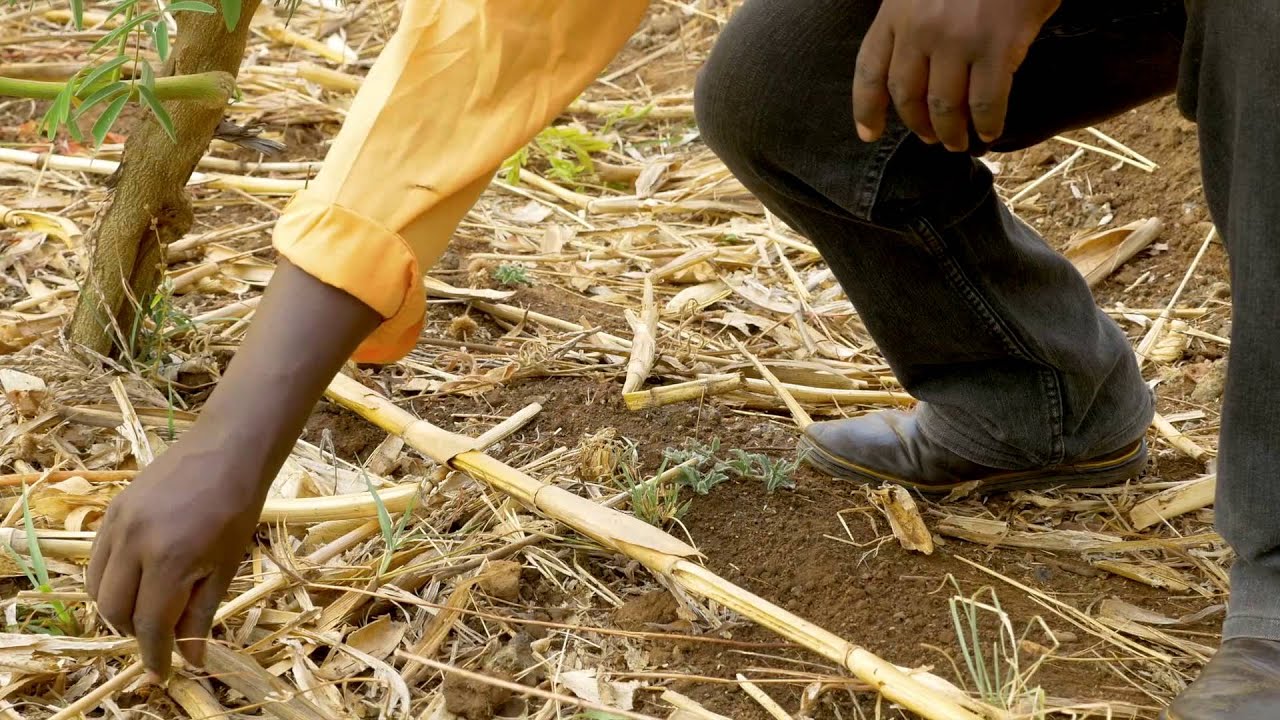 CLIMATE SMART FARMING