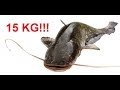 Майский Сом на Двине 15 кг /  Big catfish catch in spring in Belarus